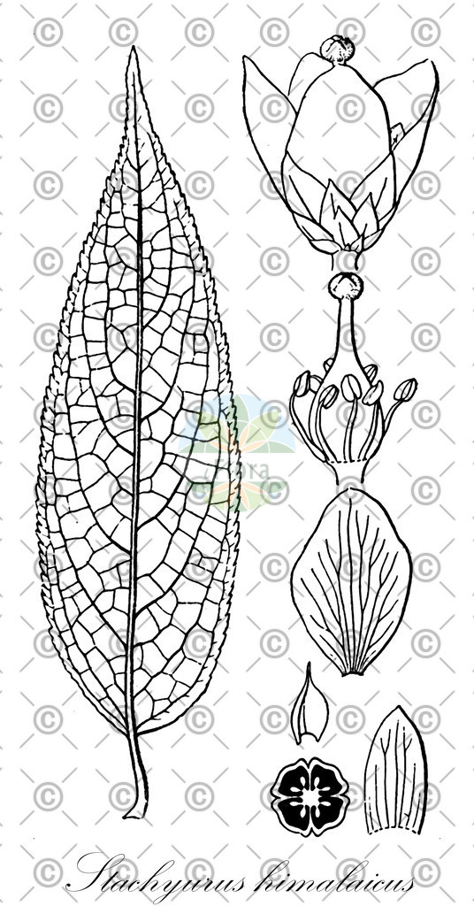 HistAbb_wfo-0000492007_1_ENZY_Simple | Historische Abbildung von Stachyurus himalaicus - Stachyuraceae | Historical Illustration of Stachyurus himalaicus - Stachyuraceae