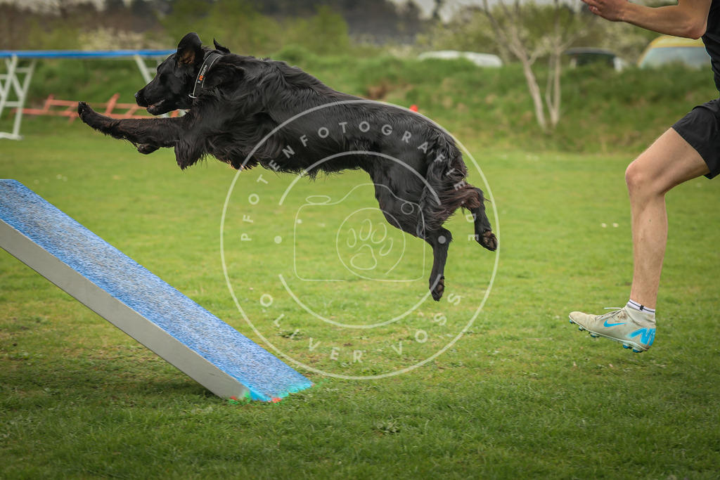 Pfotenfotografie_0L8A0517 | Hundefotografie, Tierfotograf, Pfotenfotografie, Fotoshooting Hund, Hunde Portrait, Hundesport, Hundeportraits, Heideshooting, Hunde, Sportfotograf, Hundefotograf, Turnierhundsport, THS,  - Realisiert mit Pictrs.com
