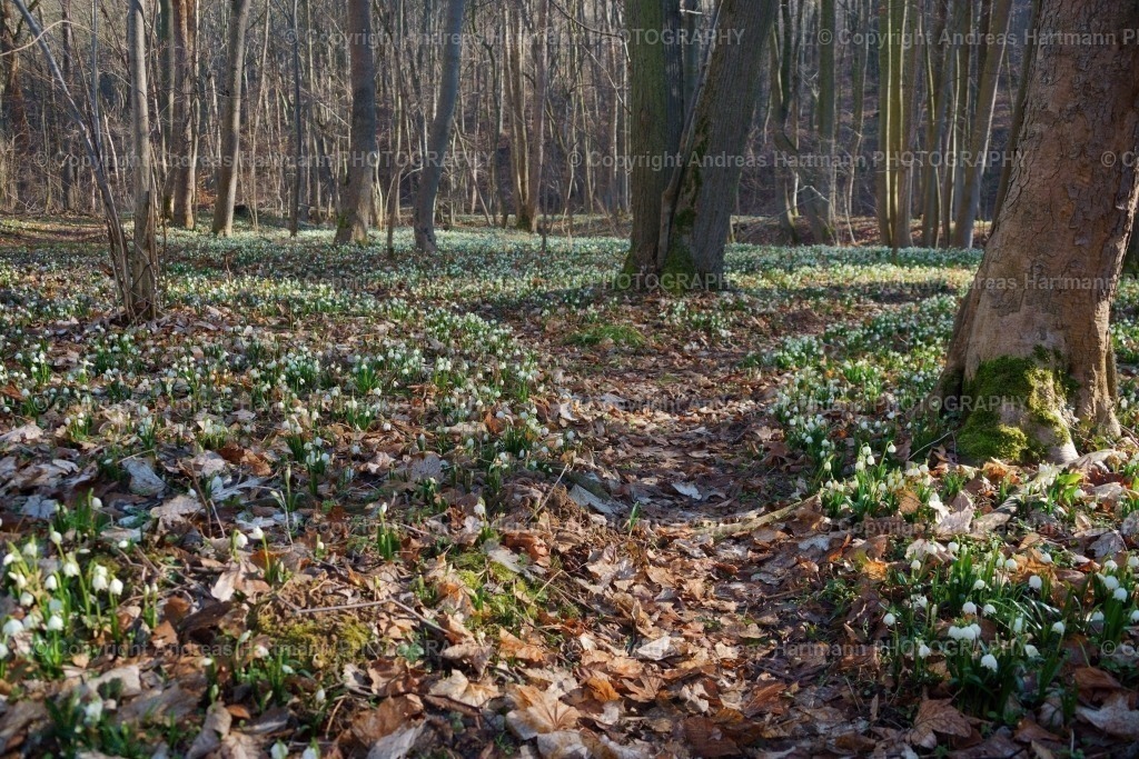 Märzenbecher Wiese | Märzenbecher Wiese - Realisiert mit Pictrs.com