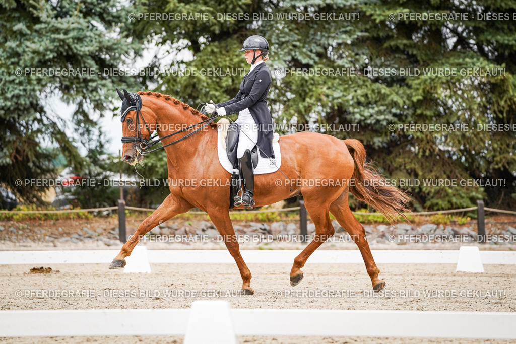 DSC05168 | Pferdegrafie