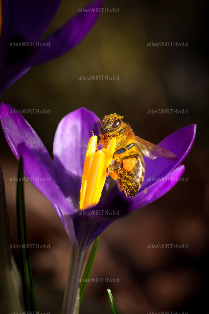 Eine Rede!! | Entdecke die faszinierende Welt der Natur- und Wildlife-Fotografie von Daniel und Bärbel. Inspirierende Bilder von wilden Tieren und kleinen Naturwundern.