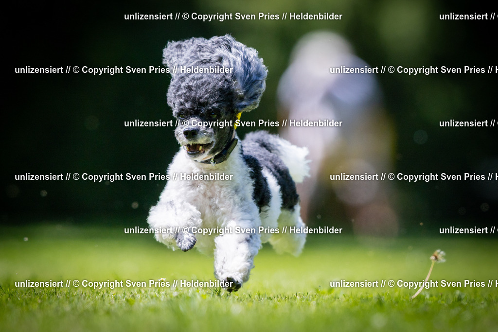 Sven Pries | 2025-08-10 - Hunderennen Durlach - Realisiert mit Pictrs.com