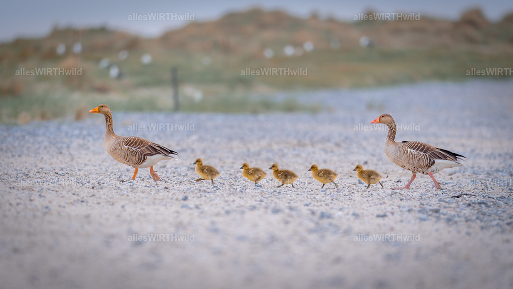 allesWIRTHwild.de - 7IV01793 | Entdecke die faszinierende Welt der Natur- und Wildlife-Fotografie von Daniel und Bärbel. Inspirierende Bilder von wilden Tieren und kleinen Naturwundern.
