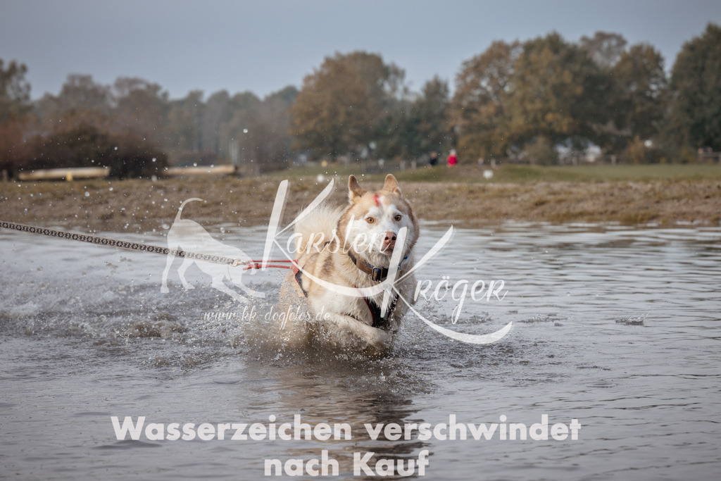 1122_ZZ94224 | kk-dogfotos