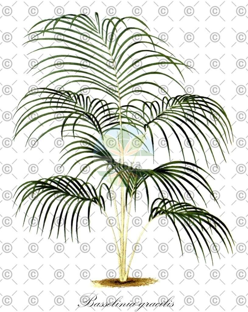 HistAbb_33653_1_FLORAD_SIMPLE | Historische Abbildung von Basselinia gracilis - Arecaceae | Historical Illustration of Basselinia gracilis - Arecaceae