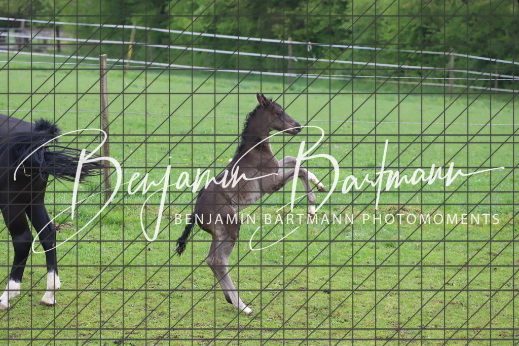 IMG_4311 | Benjamin Bartmann Photomoments