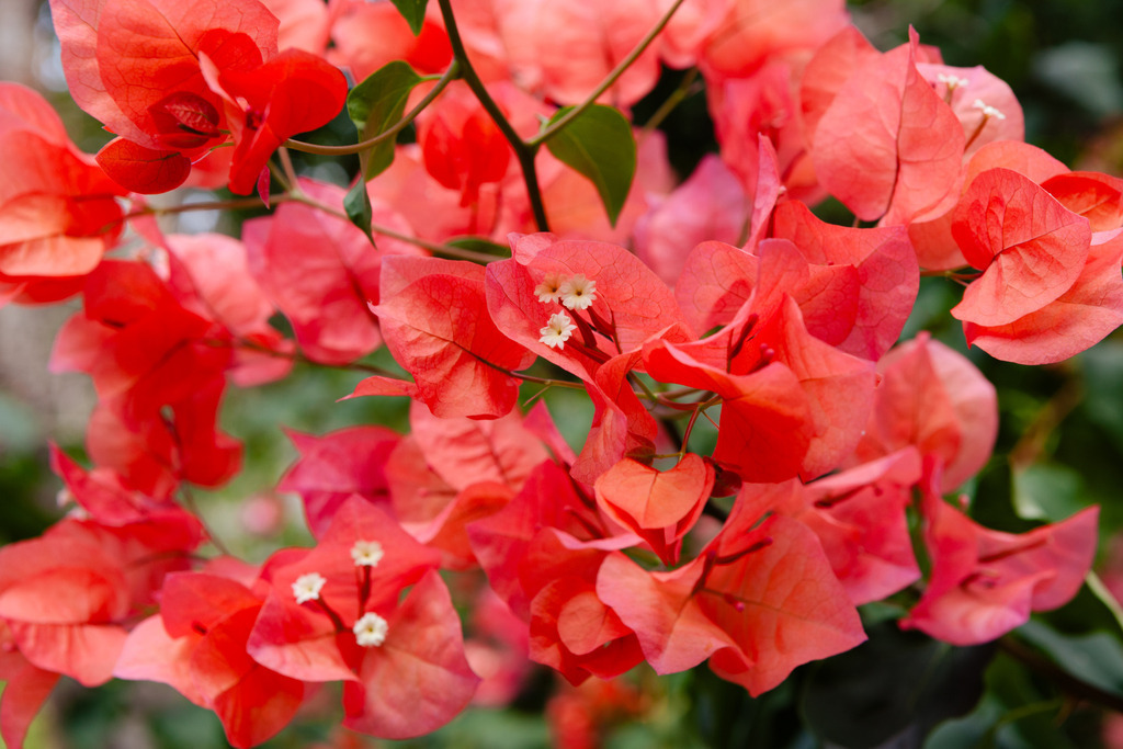 _MG_9751 | AHORN PHOTOGRAPHY - Realizzato con Pictrs.com