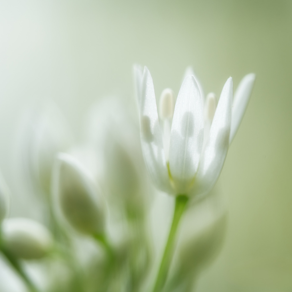 Bärlauchblüte | Ein Kunstwerk der Natur - Realisiert mit Pictrs.com