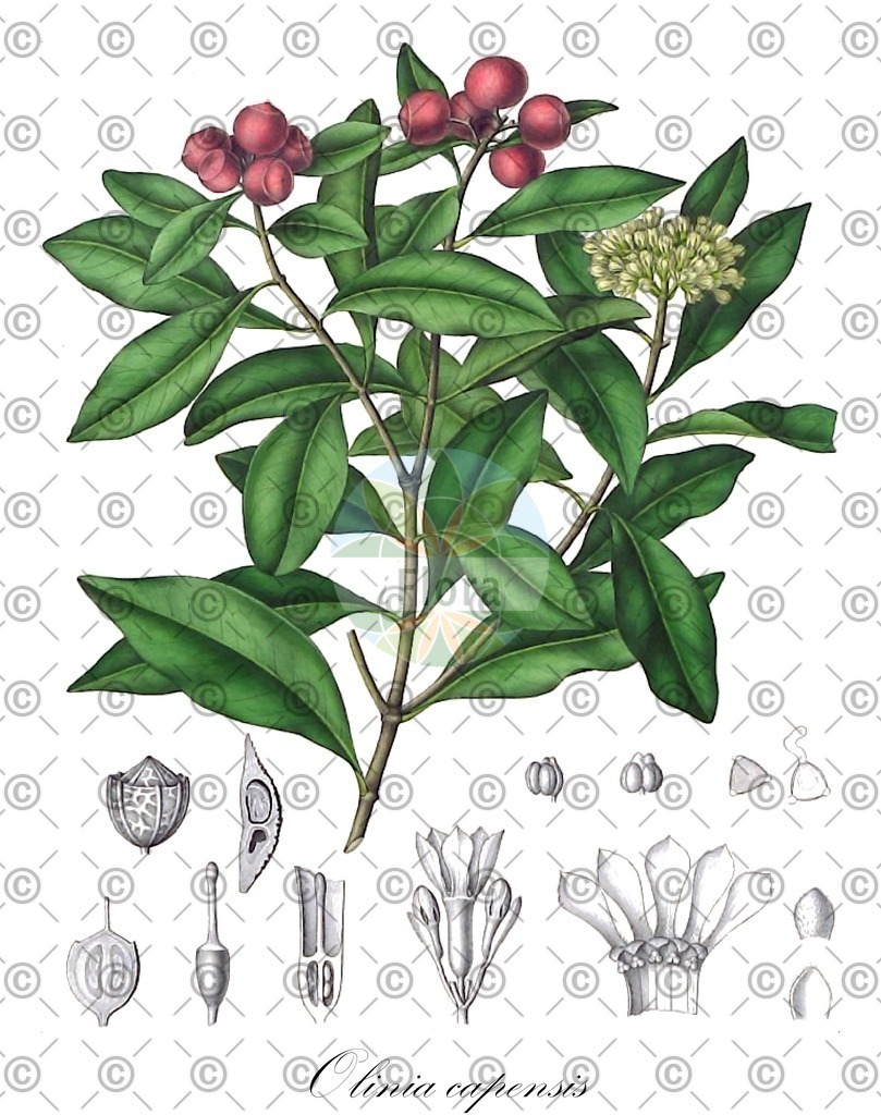 HistAbb_wfo-0000385167_1_ENZY_Simple | Historische Abbildung von Olinia capensis - Penaeaceae | Historical Illustration of Olinia capensis - Penaeaceae