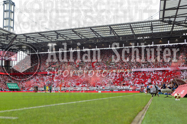 29.08.2026, GER, Fussball, Herren, Bundesliga , 1. Bundesliga, Saison 2026/2027, 1. FC Köln - TSG 1899 Hoffenheim | Fan vonn 1. FC Köln