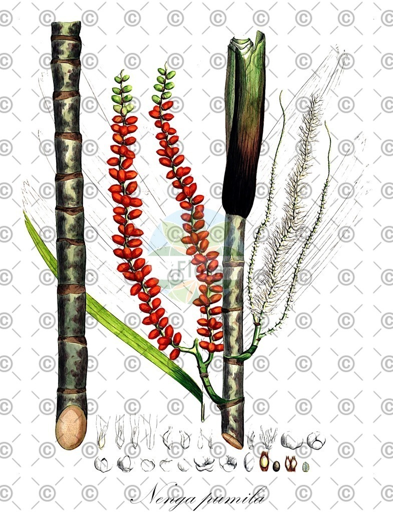 HistAbb_wfo-0000379308_1_ENZY_Simple | Historische Abbildung von Nenga pumila - Arecaceae | Historical Illustration of Nenga pumila - Arecaceae