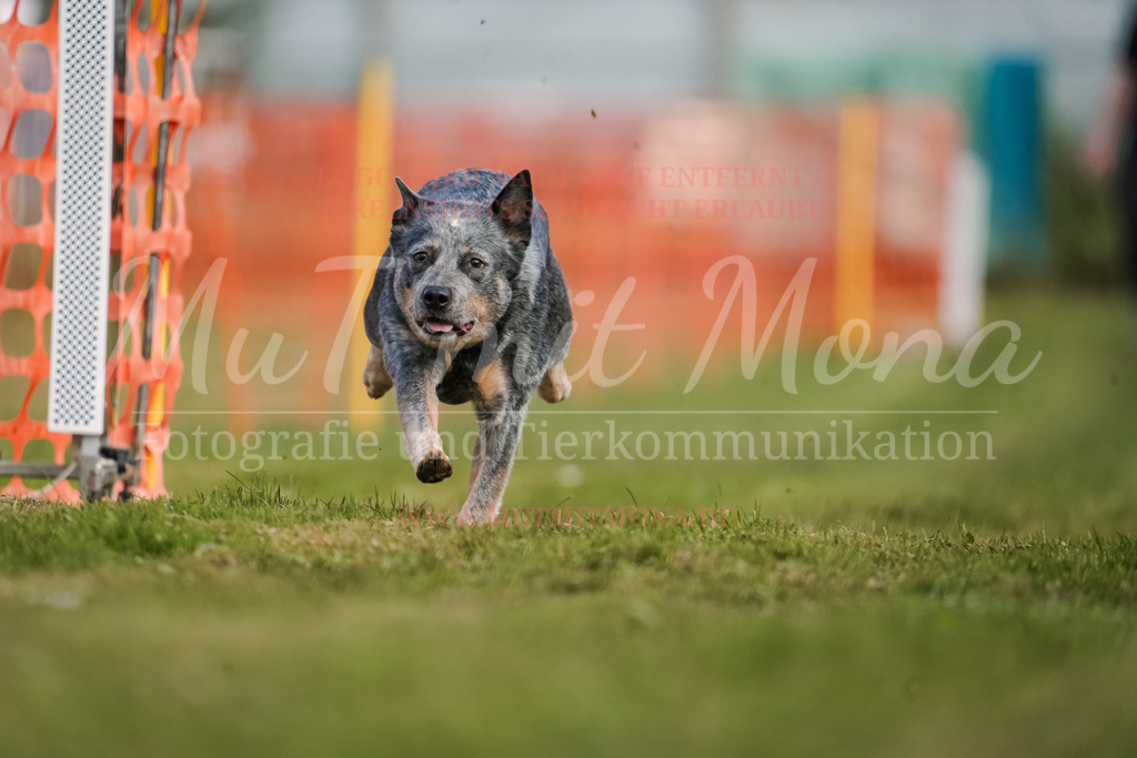 20250928_Hunderennen-292 | MuT (Mensch und Tier) mit Mona - Fotografie und Tierkommunikation - Realisiert mit Pictrs.com