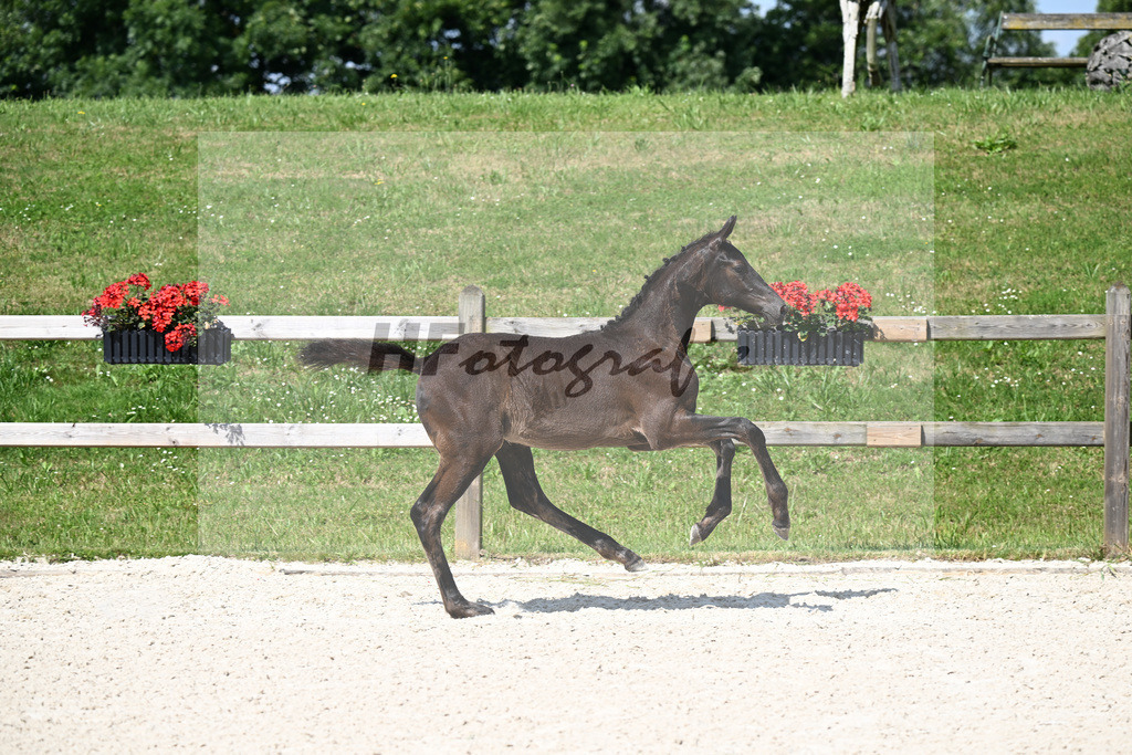 Kat-Nr. 4 Glamdale I WP x Fuersten-Look_SF_Waldner_15250165 | hf-fotografie - Realisiert mit Pictrs.com