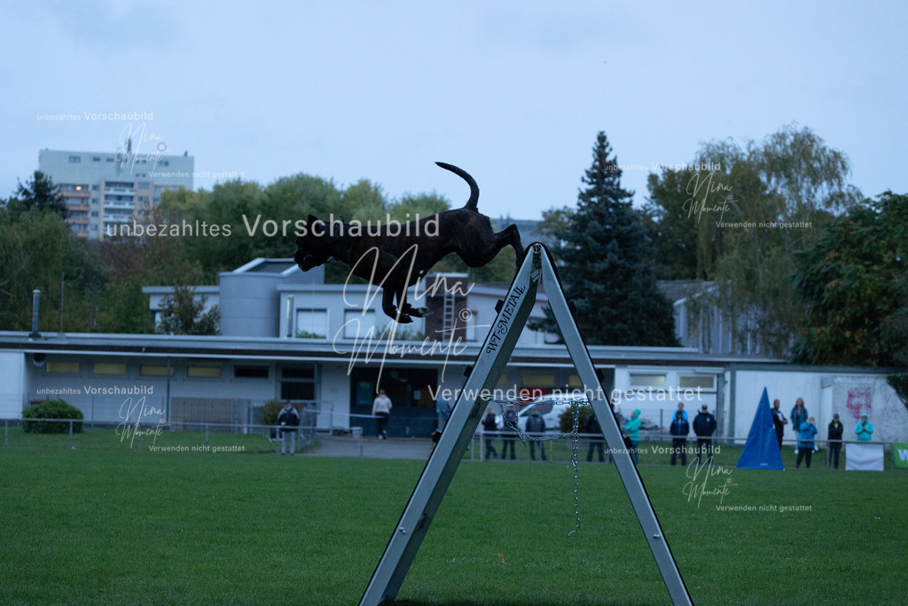 _16A4312 | Einzigartige Fotos von Hunden & Menschen –Actionfotos, Portraits, Vereinsaufnahmen & Paarshootings – authentisch, lebendig & mit Herz.