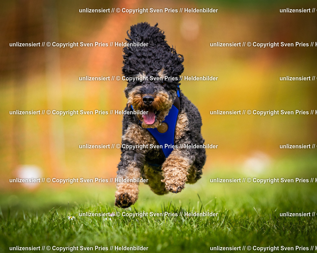 Sven Pries | 2025-04-13 - Hunderennen Baden-Baden - Realisiert mit Pictrs.com