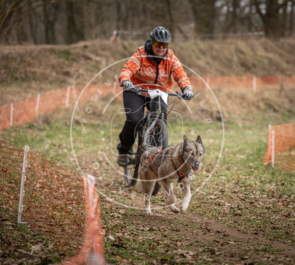 Pfotenfotografie_DV3A6933 | Hundefotografie, Tierfotograf, Pfotenfotografie, Fotoshooting Hund, Hunde Portrait, Hundesport, Hundeportraits, Heideshooting, Hunde, Sportfotograf, Hundefotograf, Turnierhundsport, THS,  - Realisiert mit Pictrs.com
