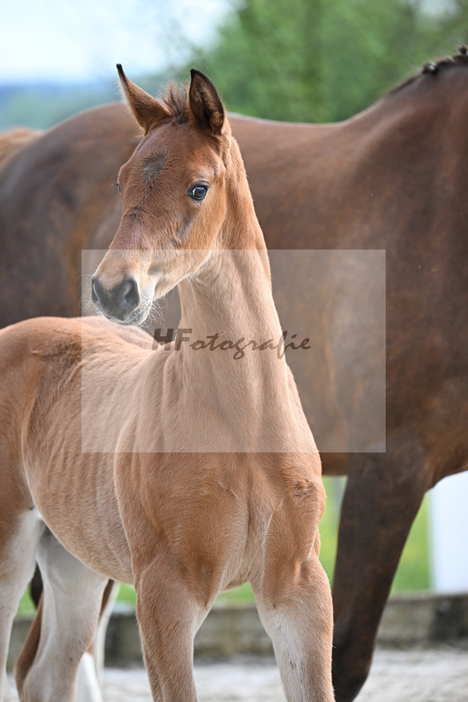 Kat-Nr. 21 HF Glamourdale x Brisbane_Tanner_23261752 | hf-fotografie - Realisiert mit Pictrs.com