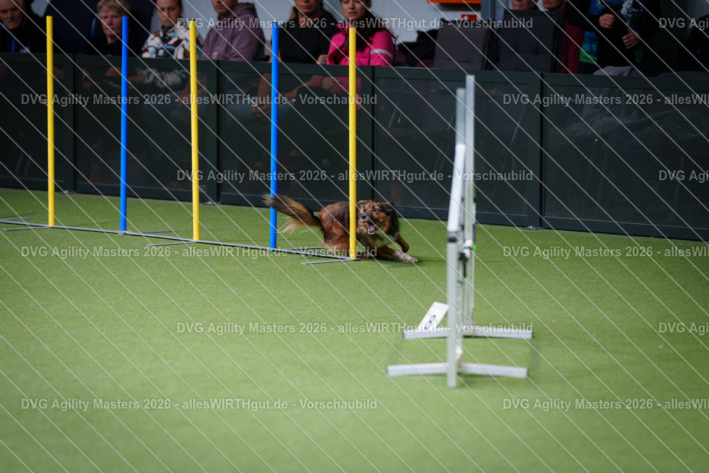 allesWIRTHgut_Tierfotografie-DVG_Agility_Masters_2026-11_27-7R506144 | Professionelle Tierfotografie in Mönchengladbach von Daniel Wirth (allesWIRTHgut). Liebevolle & natürliche Bilder von Hunden & Katzen für unvergessliche Erinnerungen.