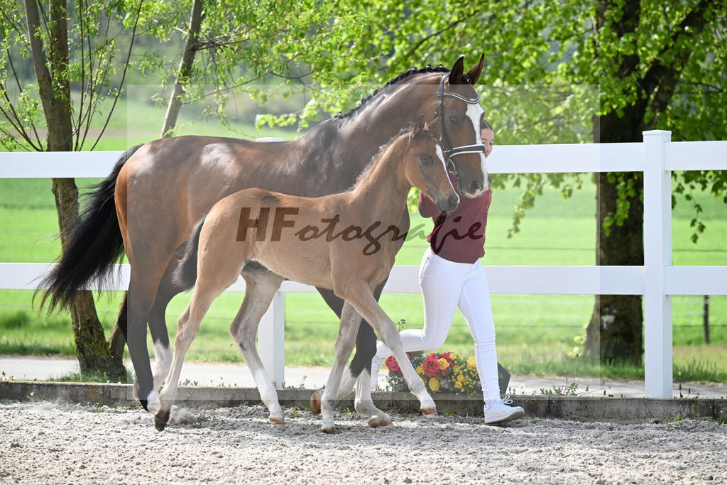 Kat-Nr. 811 HF v. Grey Tonic x Sir Donnerhall I_Rieder_23260211 | hf-fotografie - Realisiert mit Pictrs.com