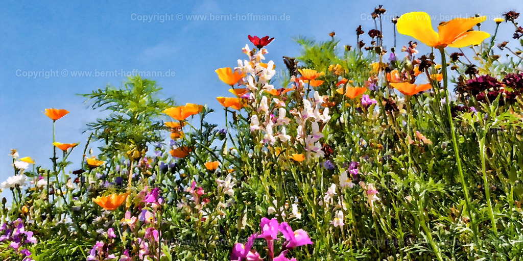 PDM2_3563_Bienenwiese_200x100 | DIGITALKUNST. Bienenwiese 001. __ Insekten freundliche Saatmischung mit Sommerblumen. __ Seitenverhältnis = 2 zu 1 - Realisiert mit Pictrs.com