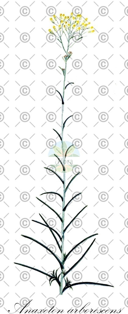 HistAbb_wfo-0000002081_1_ENZY_Simple | Historische Abbildung von Anaxeton arborescens - Asteraceae | Historical Illustration of Anaxeton arborescens - Asteraceae
