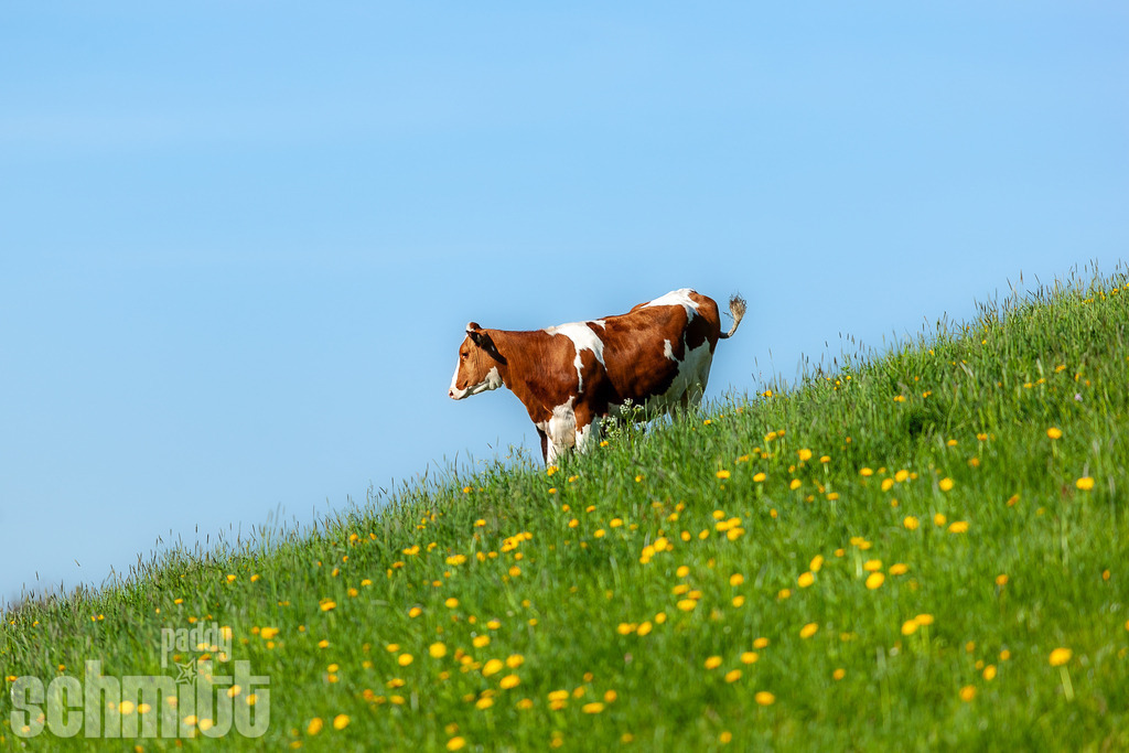 PS-Tiere-2026-4 | Entdecke die größte Bildgalerie der Region mit Fotografien aus dem Allgäu, der Bodenseeregion, Oberschwaben, dem Donautal und der Schwäbischen Alb. Landschaften, Luftaufnahmen und Reisefotografie als Wandbild und Fotokunst. - Realisiert mit Pictrs.com
