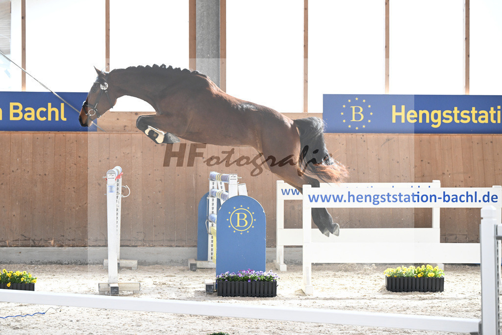 Kat-Nr. 23 Zindarella TF v. Zinedream_ZG Steinberg u Braun_5250057 | hf-fotografie - Realisiert mit Pictrs.com
