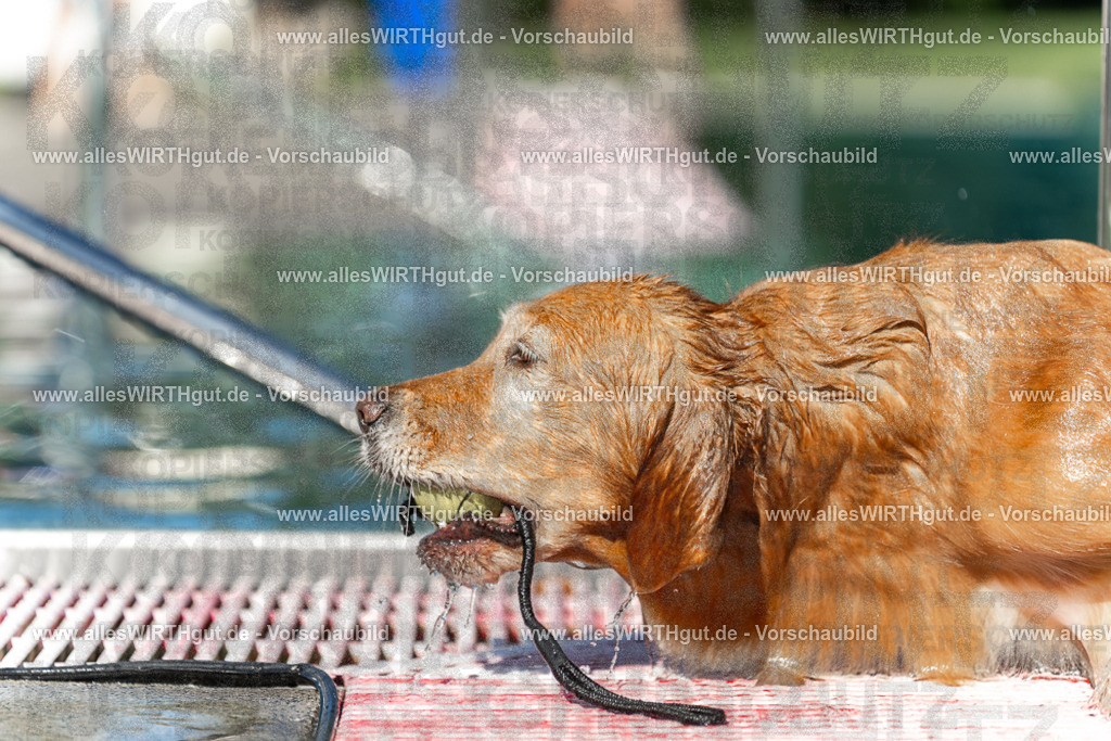 Hundeschwimmen_Volksbad_2026-allesWIRTHgut_Tierfotografie-2609061101-101108-7R509325 | Professionelle Tierfotografie in Mönchengladbach von Daniel Wirth (allesWIRTHgut). Liebevolle & natürliche Bilder von Hunden & Katzen für unvergessliche Erinnerungen.