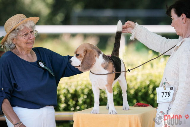 CACIB Aarau | CACIB Aarau, Swiss Dog Show  29062025 Foto: Leo Wyden