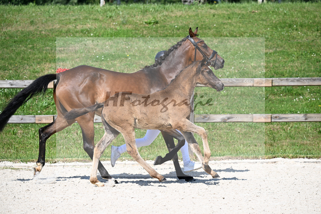 Kat-Nr. 1 Gold Garant x Cosmo Callidus NRW_HF_Riess_15250046 | hf-fotografie - Realisiert mit Pictrs.com