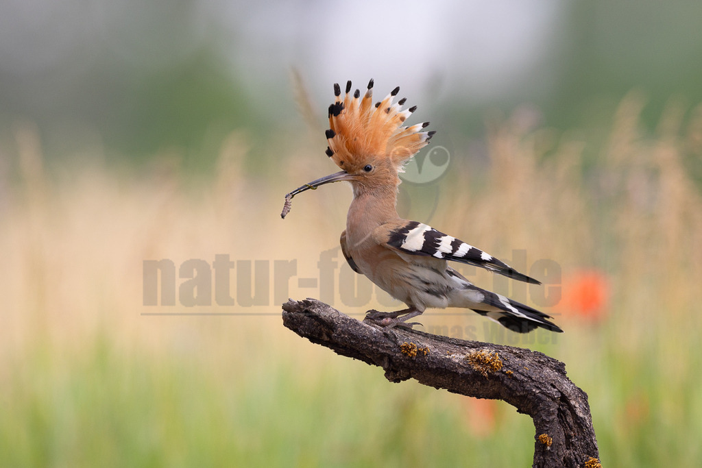 R5NF1868_20240530 | Der Bildershop von www.natur-focus.de bietet ihnen den einfachen Kauf von Bildmaterial per Download aus allen Bereichen der Natur. In den Galerien finden sie Landschaftsfotos, Tierbilder und natürlich auf Pflanzenfotos. - Realisiert mit Pictrs.com