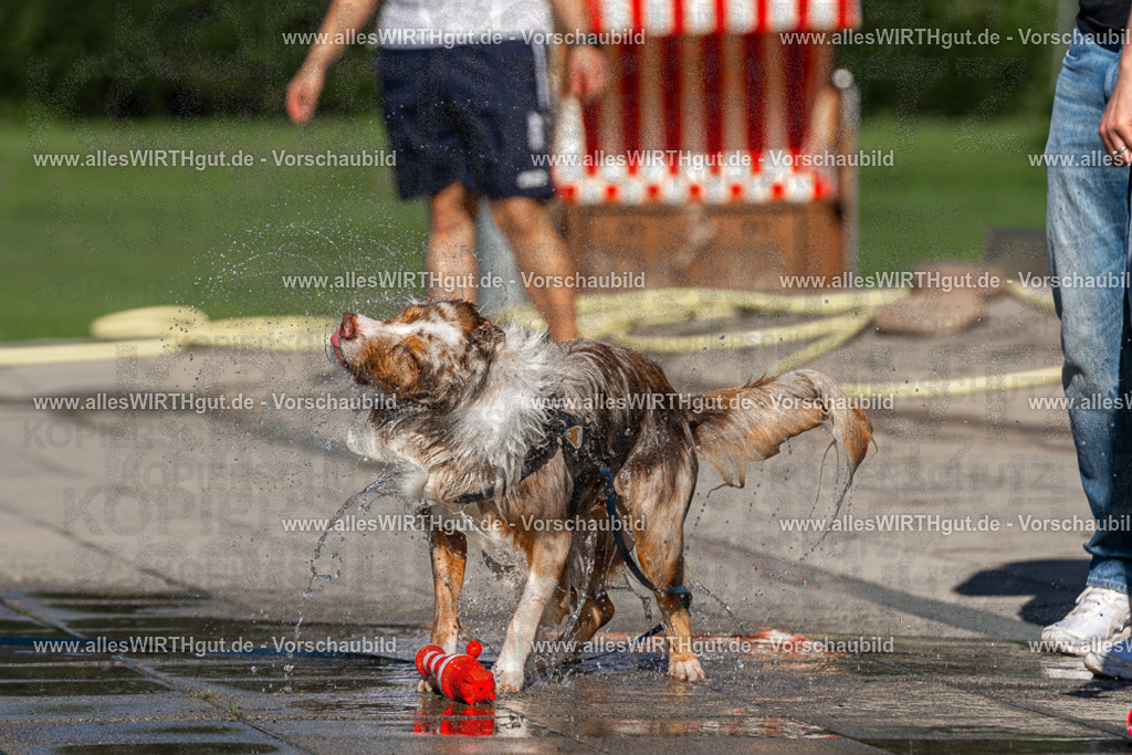Hundeschwimmen_Volksbad_2026-allesWIRTHgut_Tierfotografie-2609061032-FAY05938 | Professionelle Tierfotografie in Mönchengladbach von Daniel Wirth (allesWIRTHgut). Liebevolle & natürliche Bilder von Hunden & Katzen für unvergessliche Erinnerungen.