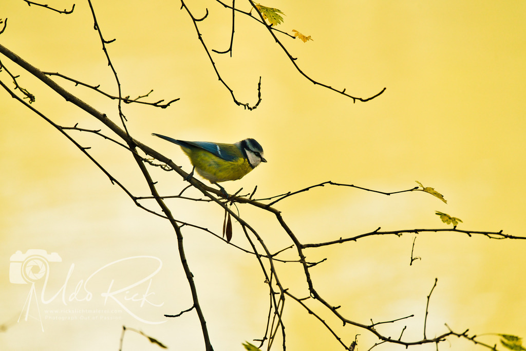 Blaumeise2 | Entdecken Sie Fotografie aus Leidenschaft: Auftragsfotografie, HD-Fotos, Geschenkartikel aus Ihren Bildern und vieles mehr. Beauftragen Sie uns für besondere Momente!