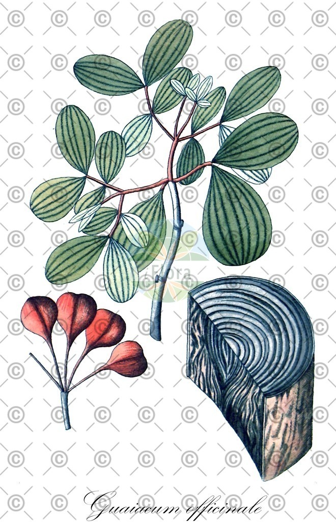 HistAbb_wfo-0000062485_1_ENZY_Simple | Historische Abbildung von Guaiacum officinale - Zygophyllaceae (Guajakbaum;Franzosenholzbaum;Guajakholzbaum;Pockholzbaum;Franzosenholz;Guajakabaum) | Historical Illustration of Guaiacum officinale - Zygophyllaceae