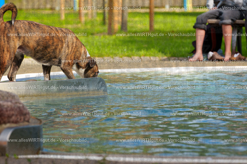 Hundeschwimmen_Grefrath_2026-allesWIRTHgut_Tierfotografie-13_00-FAY00461 | Professionelle Tierfotografie in Mönchengladbach von Daniel Wirth (allesWIRTHgut). Liebevolle & natürliche Bilder von Hunden & Katzen für unvergessliche Erinnerungen.