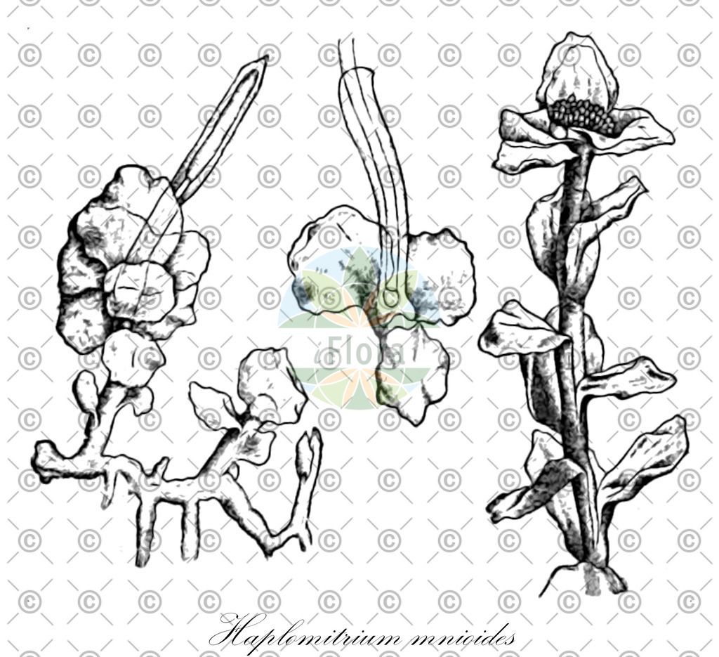 HistAbb_wfo-0000715576_1_ENZY_Simple | Historische Abbildung von Haplomitrium mnioides - Haplomitriaceae | Historical Illustration of Haplomitrium mnioides - Haplomitriaceae
