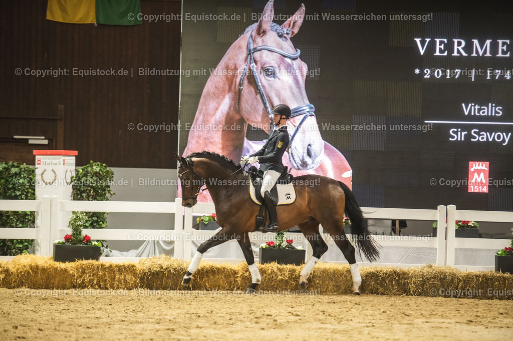 20240302_Hengstvorstellung_Marbach_TOMsPiC_1192 | equistock
