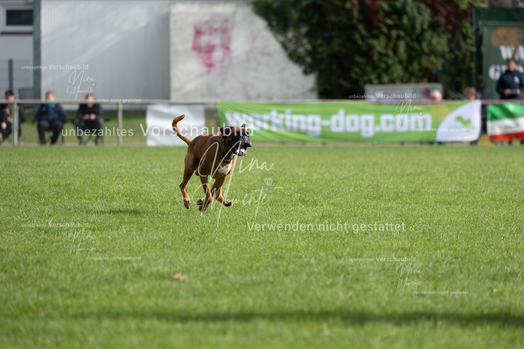 _16A7013 | Einzigartige Fotos von Hunden & Menschen –Actionfotos, Portraits, Vereinsaufnahmen & Paarshootings – authentisch, lebendig & mit Herz.