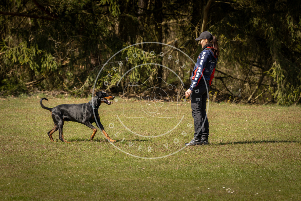Pfotenfotografie_DV3A0793 | Hundefotografie, Tierfotograf, Pfotenfotografie, Fotoshooting Hund, Hunde Portrait, Hundesport, Hundeportraits, Heideshooting, Hunde, Sportfotograf, Hundefotograf, Turnierhundsport, THS,  - Realisiert mit Pictrs.com