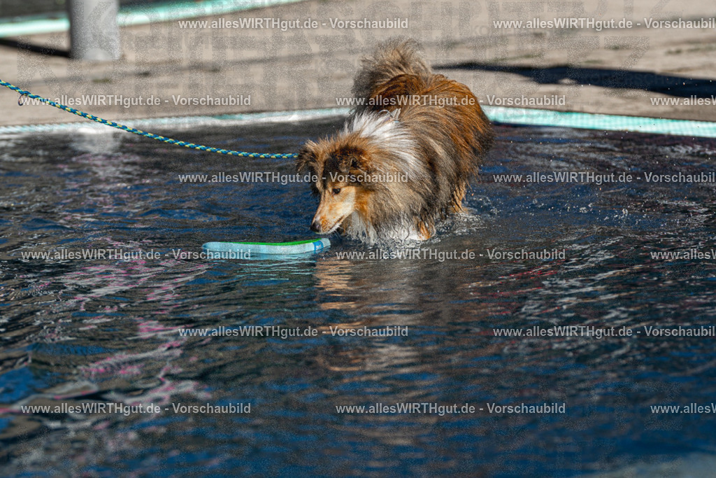 Hundeschwimmen_Volksbad_2026-allesWIRTHgut_Tierfotografie-2609061038-FAY05963 | Professionelle Tierfotografie in Mönchengladbach von Daniel Wirth (allesWIRTHgut). Liebevolle & natürliche Bilder von Hunden & Katzen für unvergessliche Erinnerungen.