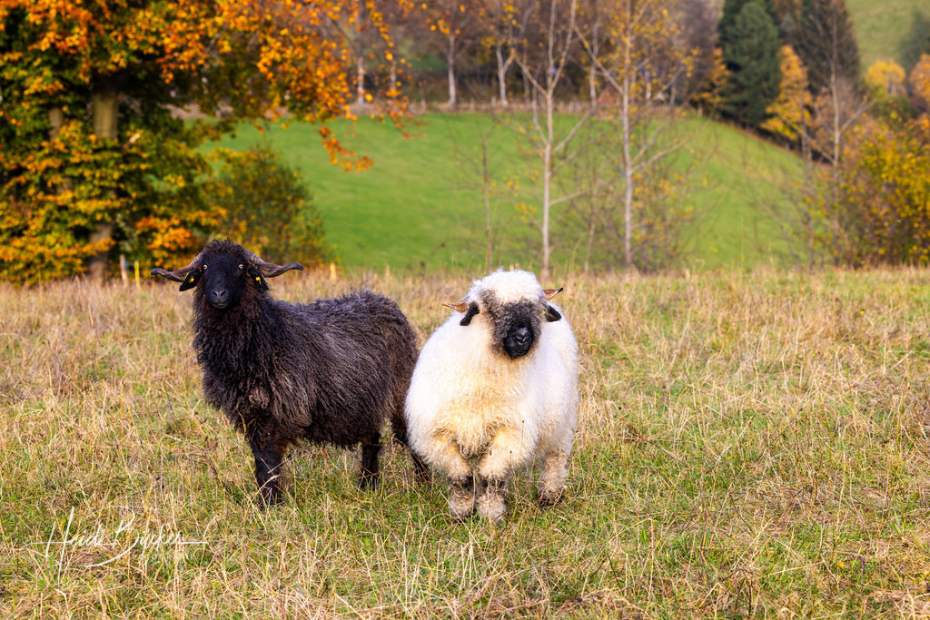Walliser Schwarznasenschafe | Walliser Schwarznasenschafe - Realisiert mit Pictrs.com