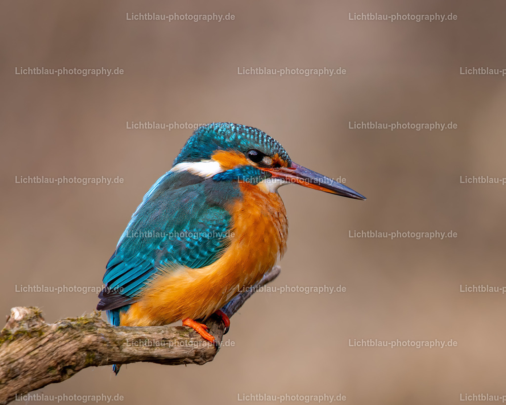 Eisvogel-33 | Hans-Bernd Lichtblau Photography. Finden Sie wunderschöne Fotografien aus Landschaft und Natur.  - Realisiert mit Pictrs.com