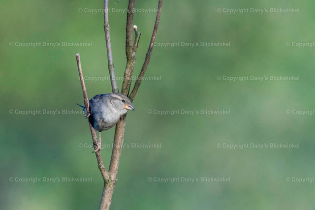 201716 | Tierfotografie, Tierkalender, Tierbilder, Insekten, Spinnen, Vögel, Schmetterling, Libellen, Leinwand, Colorkey, Qualität, Geschenkartikel, Geschenk - Realisiert mit Pictrs.com