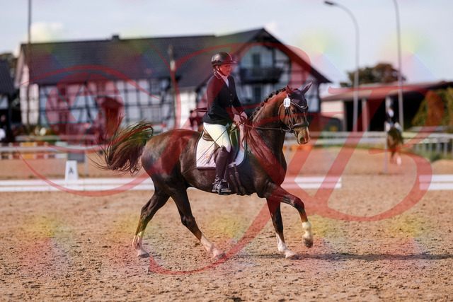 2026_10_03_Siefer-Hof_132537_Z81_77279868 | Professionelle Reitsport-, Turnier- und Eventfotografie von Robert Broda. Galerien mit ausgewählten und bearbeiteten Bildern direkt online ansehen und bestellen.