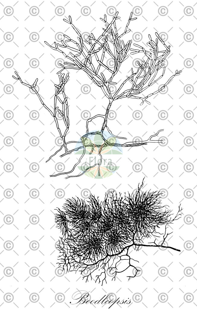HistAbb_wfo-0000761937_1_ENZY_Simple | Historische Abbildung von Boodleopsis - Udoteaceae (0) | Historical Illustration of Boodleopsis - Udoteaceae (0)