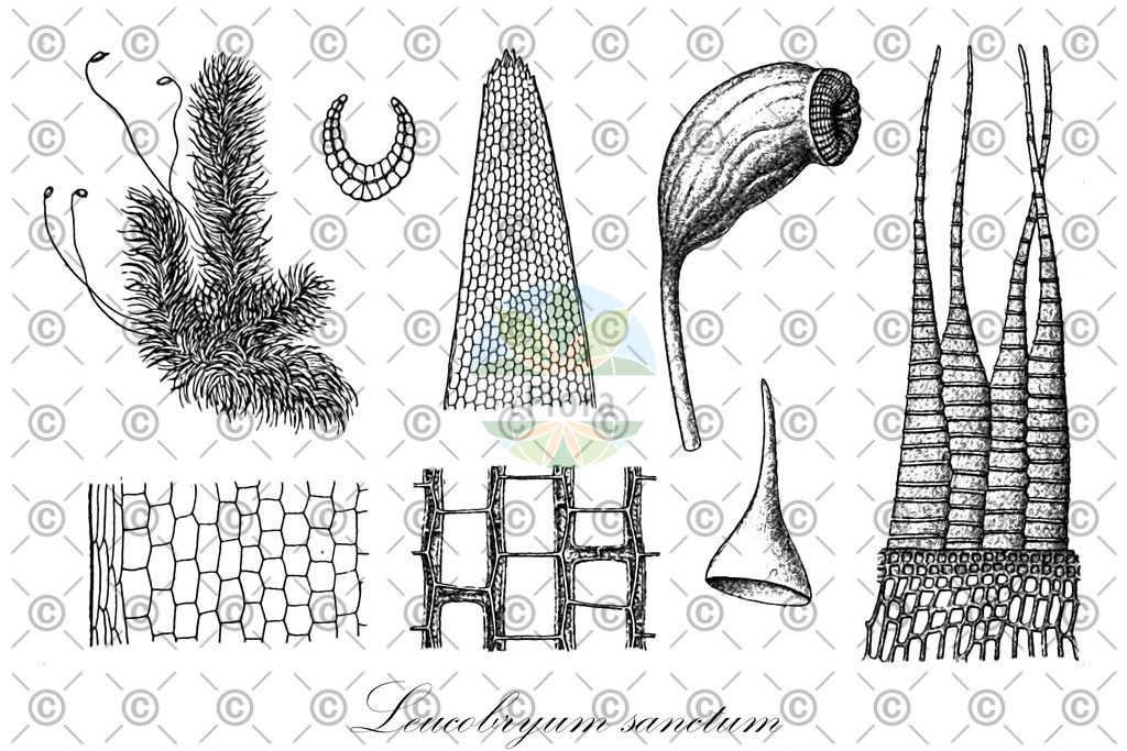 HistAbb_wfo-0000227228_2_ENZY_Simple | Historische Abbildung von Leucobryum sanctum - Leucobryaceae | Historical Illustration of Leucobryum sanctum - Leucobryaceae