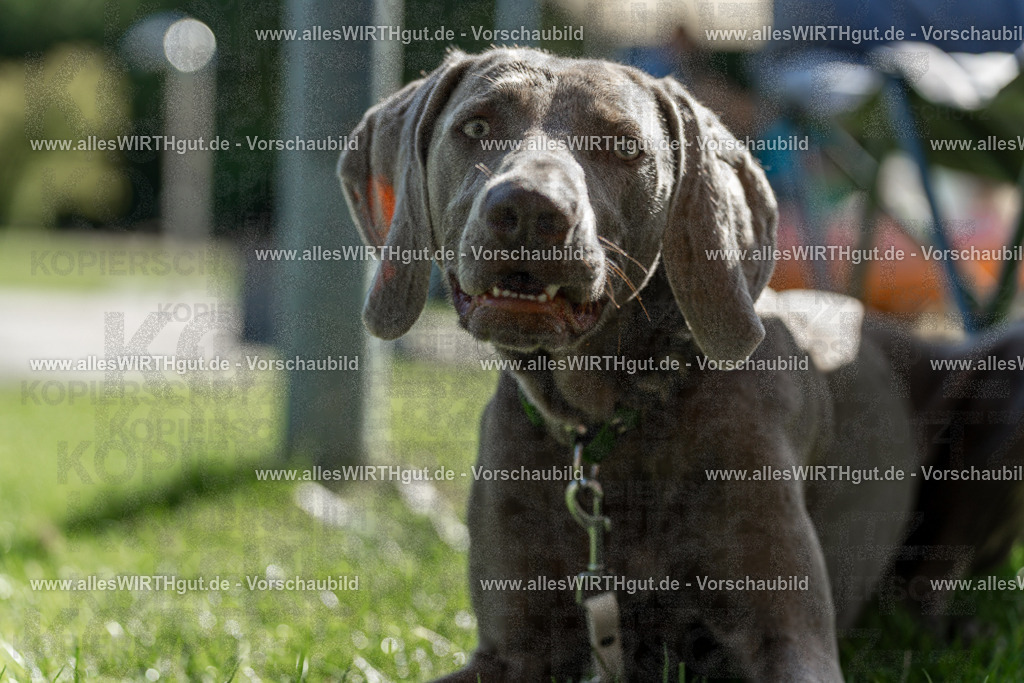 Hundeschwimmen_Volksbad_2026-allesWIRTHgut_Tierfotografie-2609061107-101705-7R509375 | Professionelle Tierfotografie in Mönchengladbach von Daniel Wirth (allesWIRTHgut). Liebevolle & natürliche Bilder von Hunden & Katzen für unvergessliche Erinnerungen.