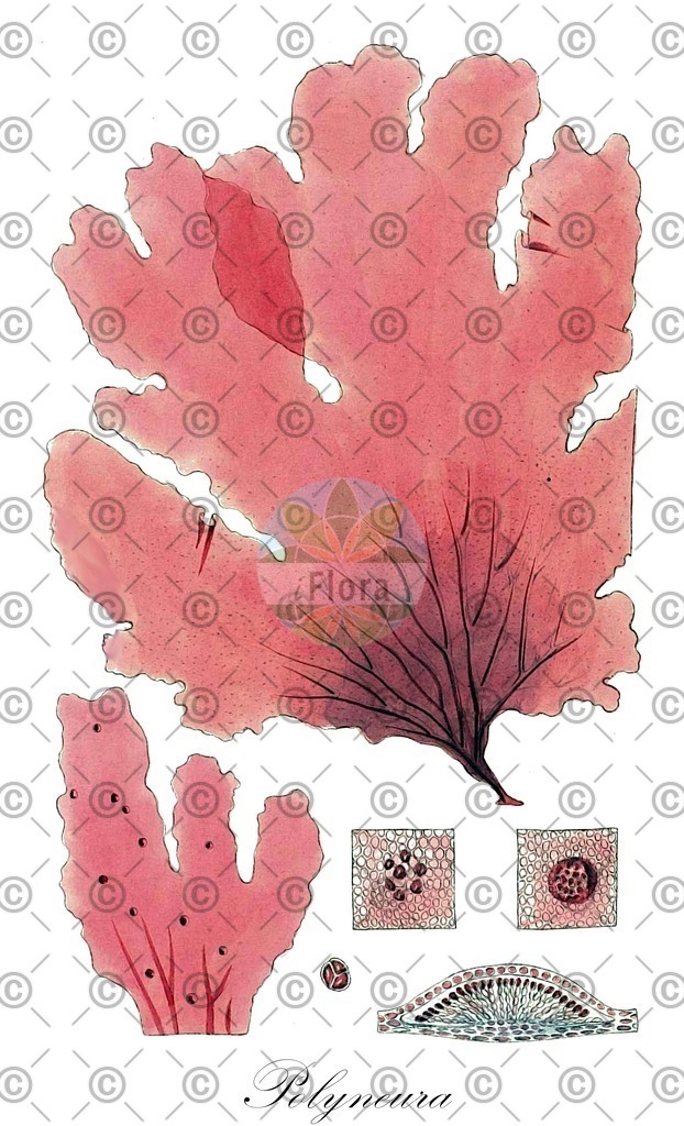 HistAbb_63MXY_1_ENZY_Simple | Historische Abbildung von Polyneura - Delesseriaceae (0) | Historical Illustration of Polyneura - Delesseriaceae (0)