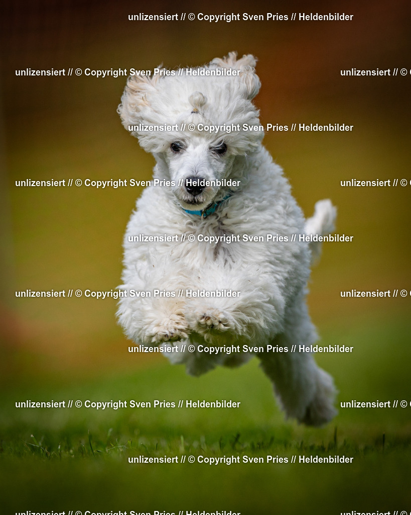 Sven Pries | 2024-09-22 - Hunderennen Baden-BadenPudelverein - Realisiert mit Pictrs.com