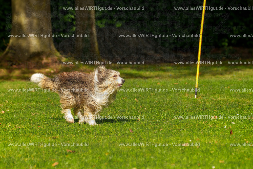 THS_Turnier_27-09-2026-allesWIRTHgut_Tierfotografie-7R506634 | Professionelle Tierfotografie in Mönchengladbach von Daniel Wirth (allesWIRTHgut). Liebevolle & natürliche Bilder von Hunden & Katzen für unvergessliche Erinnerungen.
